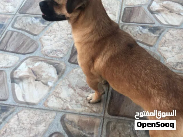 تشيواوا للبيع
