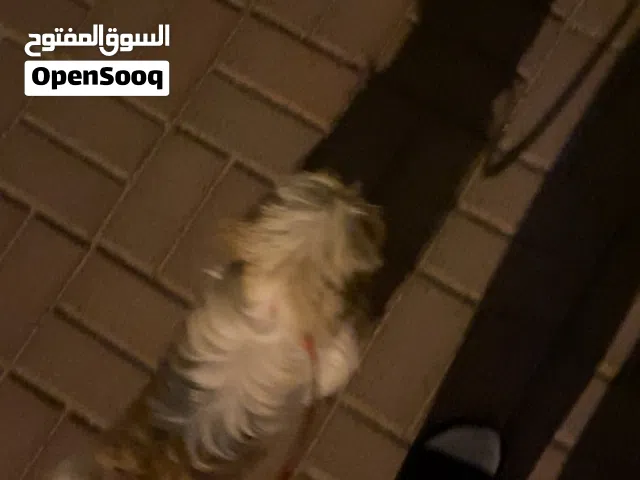 للبيع شيتزو لعوبة وتصلح لل أطفال