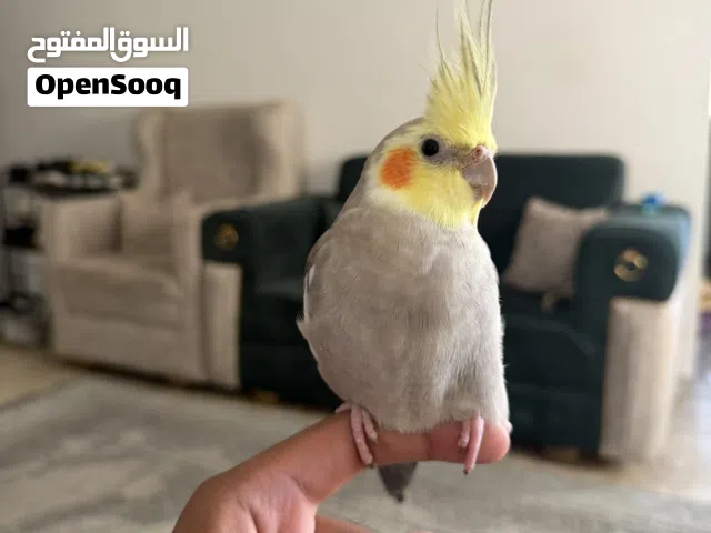 كوكتيل وايت فيس سينمون