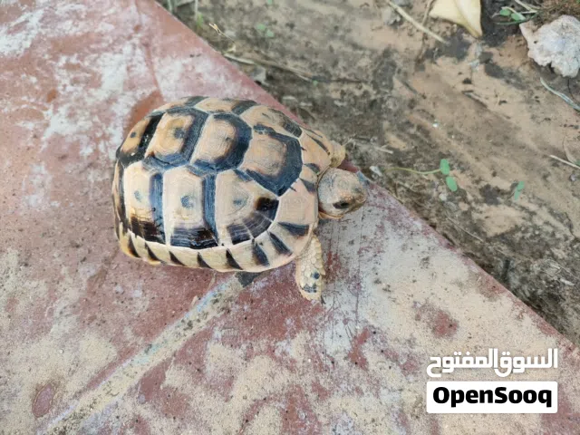 سلحفاة صغيرة