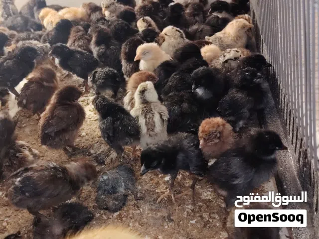 صيصان بلدي جاج وبط
