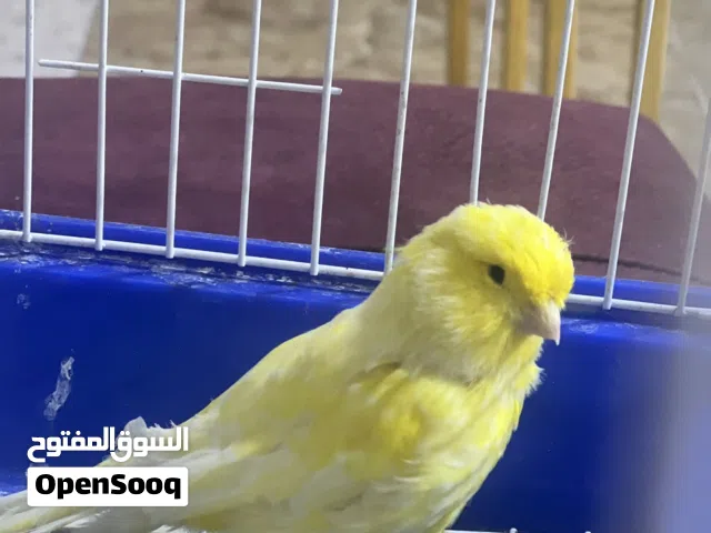 فحل ونثية كناري نرويجي بوم