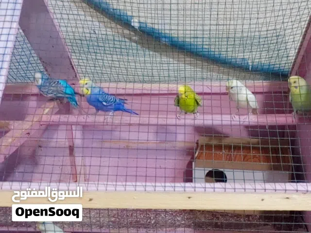 طيور حب مع القفص سبب للبيع لعدم وجود مساحه عنوان الزبير