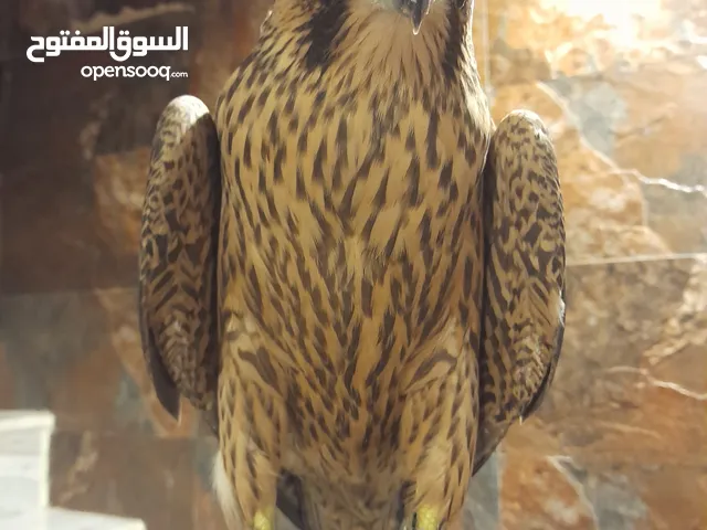 صقرشاهين للبيع