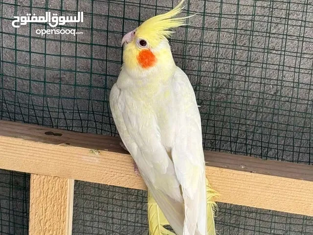 تك كوكتيل للبيع تبزيري نظيف كلش