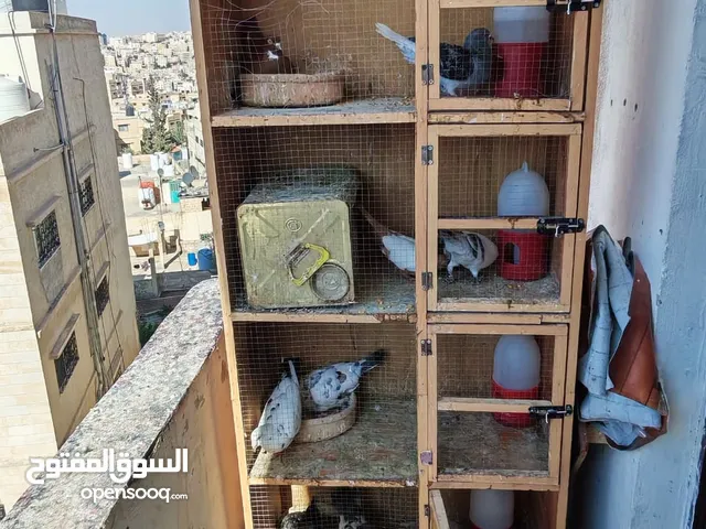 اربع جواز مع قن عشرين دينار