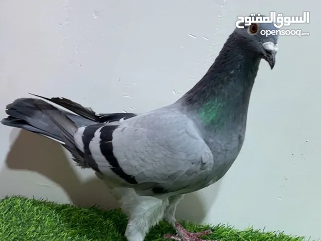 مطلوب حمام زاجل