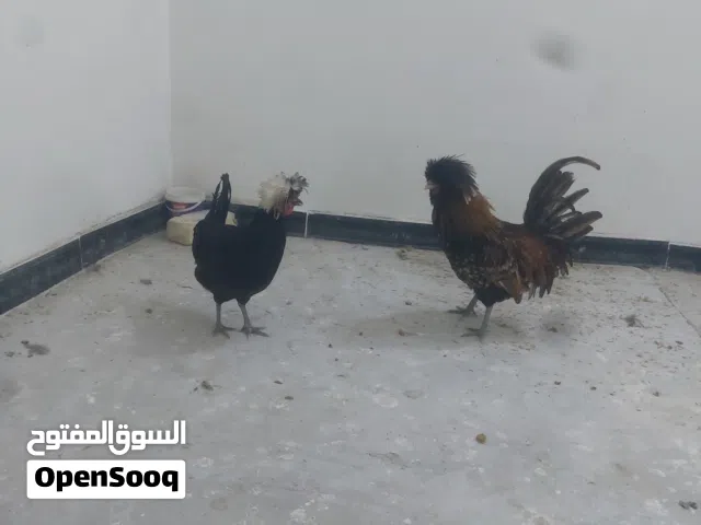 زوج دجاج بالوني لبيع حلوات وصاحيات