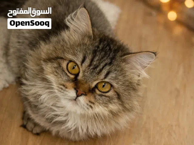 قط للبيع شيرازي تايغر بيور جاهز للتزاوج مع كامل اغراضه و أكله