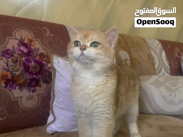 سكوتش ستريت  y11