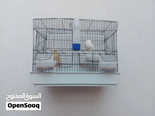 انثى كناري للبيع بالقفص منتفه شوية من وراء راسها مريشها بويشير