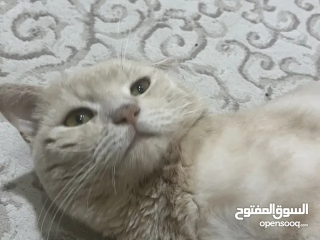 قط تركي شورتهير بيور
