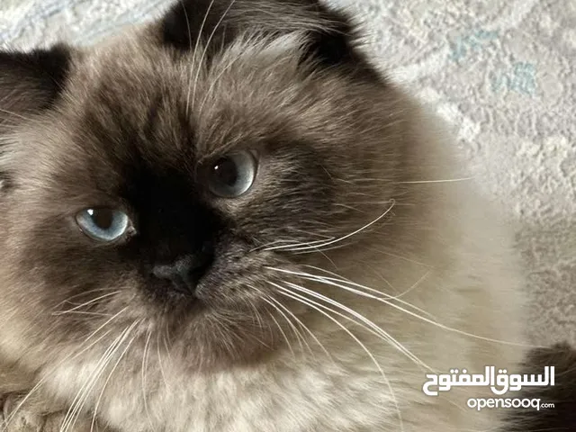 قط ذكر عمر سنه للتبني