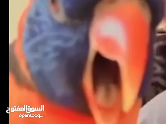 طائر اللوري