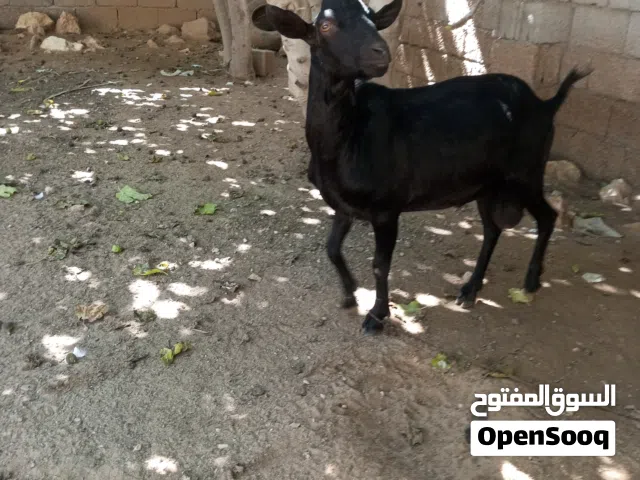 جدي فرنساوى