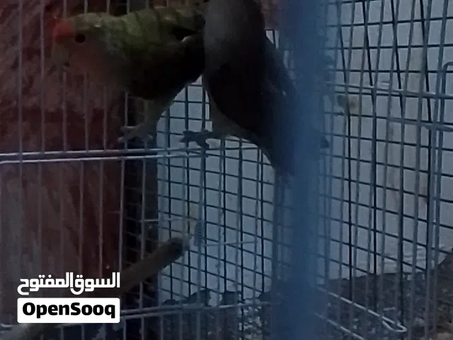 طيور للبيع