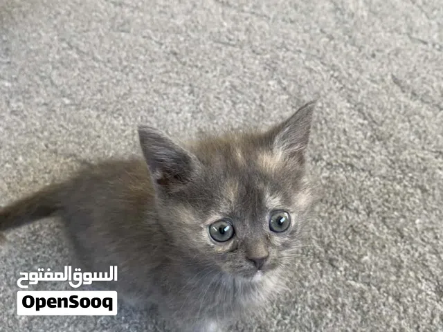 قطط حلوه للبيع