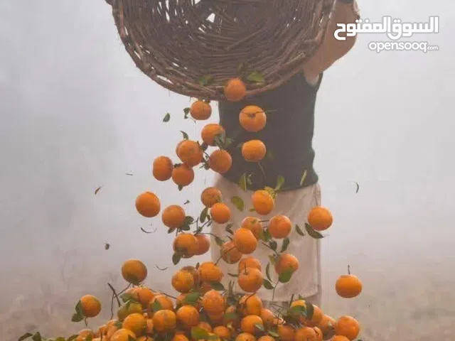 Commercial Land for Rent in Tripoli Ain Zara