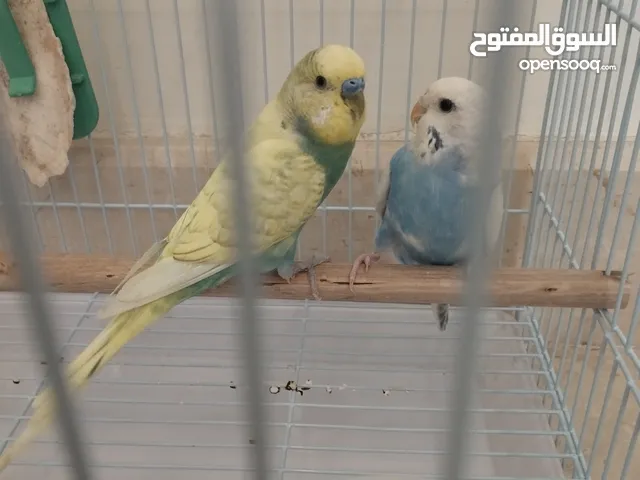 حوز بادجي (طيور الحب) جاهز للإنتاج بألوان مميزة
