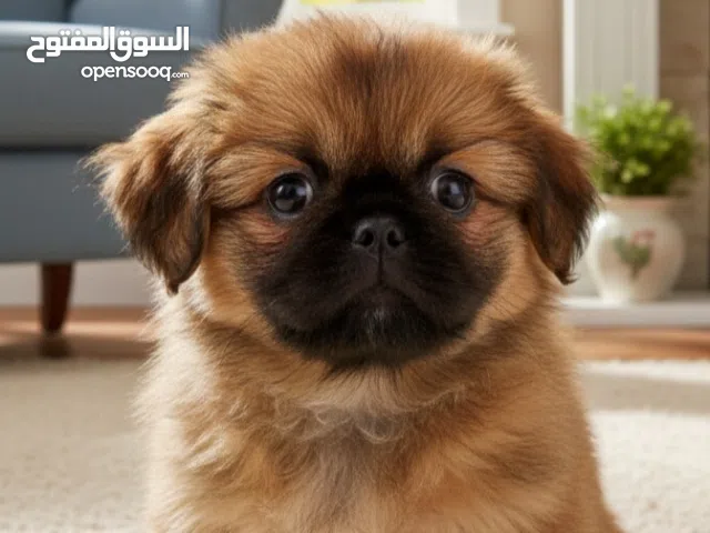 أجمل بنت يكنواه اهالى مستورده حجم مينى