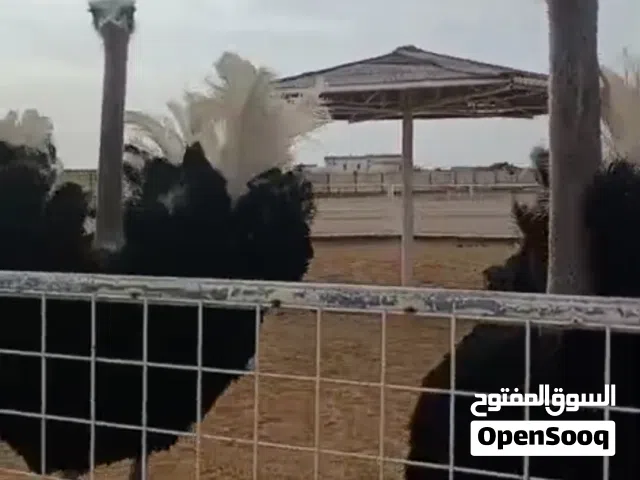 نعام افریقی