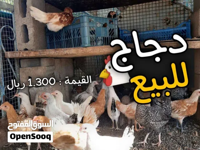 دجاج عماني للبيع