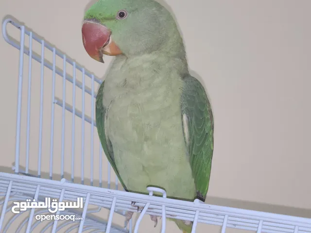 ببغاء نيبالي
