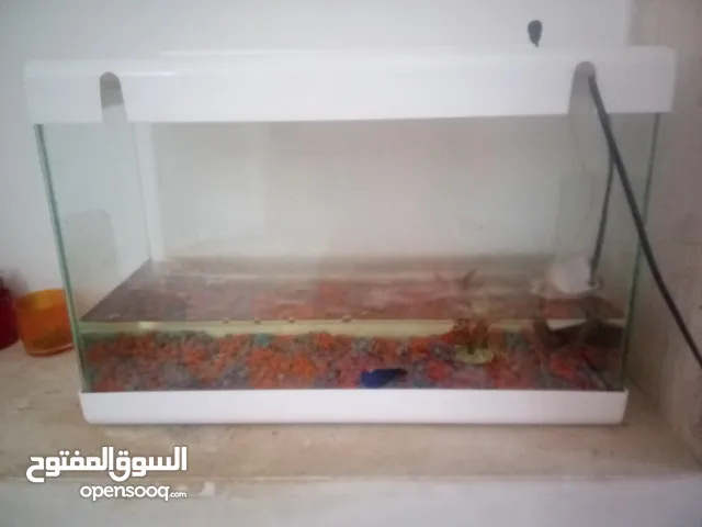 حوض سمك للبيع
