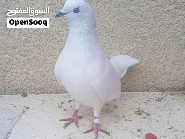 تور ورقي مزاويج