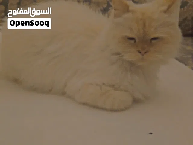 شيرازي هيمالايا اورنج العمر 8 او 9 شهور  مكان طرابلس