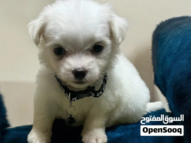 بنوته هافانيز Havanese ميني عندها 47يوم