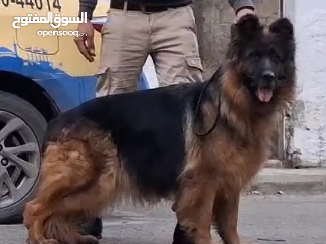 كلبة جيرمن شيبرد شولاين منتجة
