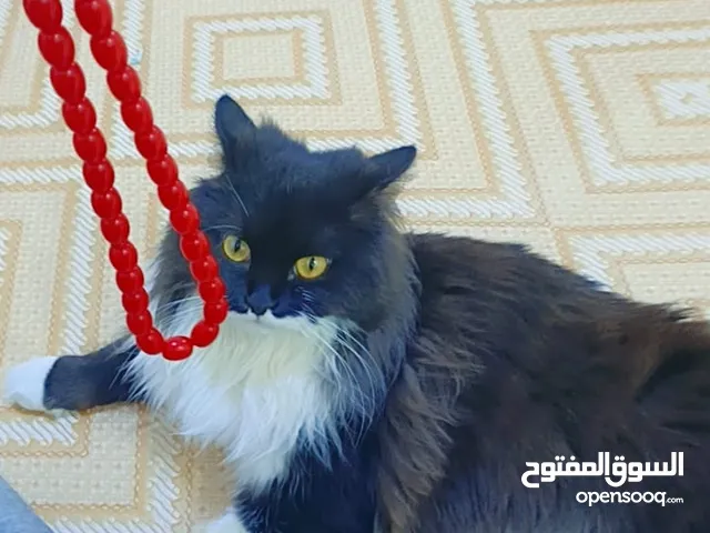 قطة نثية هملايا عمرها 9 شهور شاهد الوصف