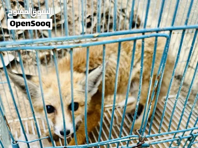 ثعلب بري العمر 3 شهور