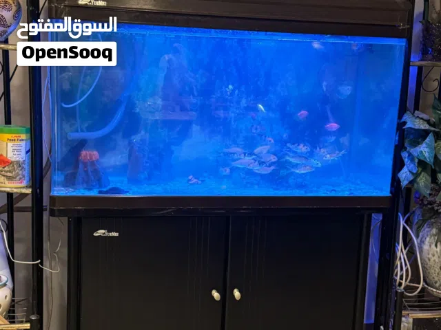 حوض سمك  /  فلتر    (التواصل رسائل فقط )