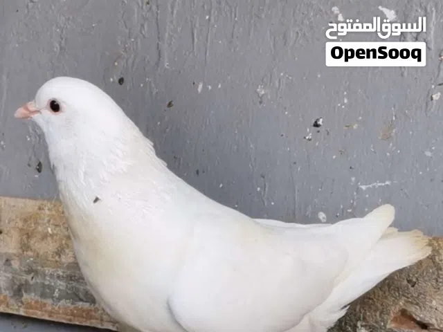 حمام المدينه