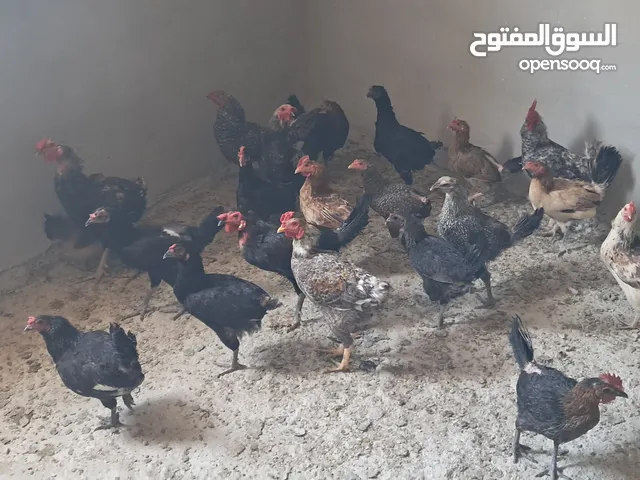 جاج بلدي بياض