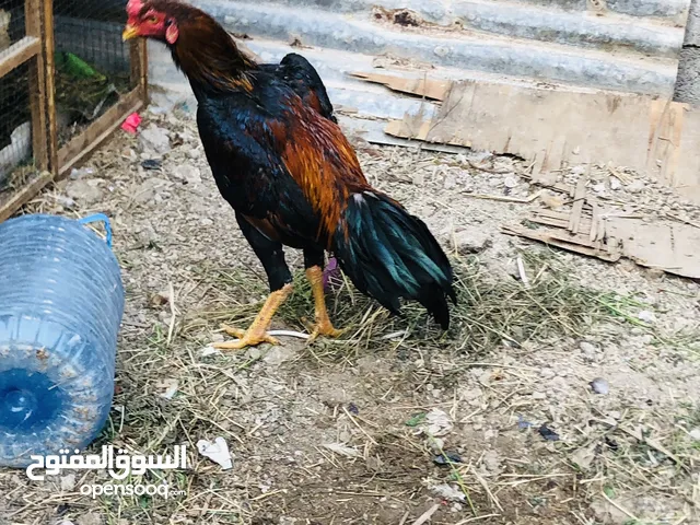 ديوجة هنود اثنين اصليات