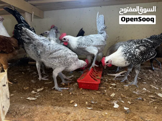 دجاج فري بط أرانب مع المحاكر والأدوات وفقاسةً 120 بيضه