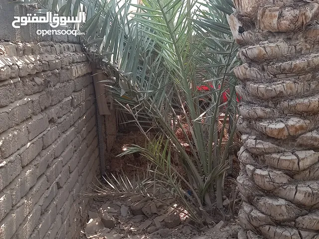 فسيلة نخيل برحي اصلي مو نسيجي