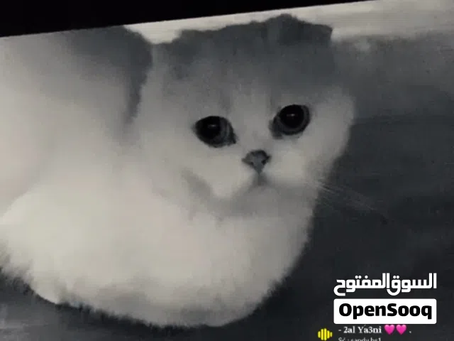 قطة لتزاوج