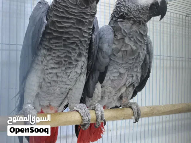 جوز كاسيكو حق إنتاج