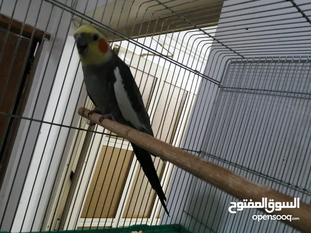 كروان ذكر يغني لعوب
