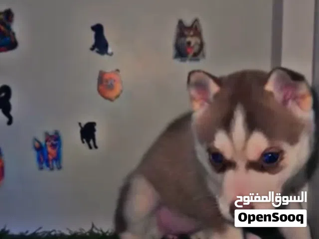 جراوه هاسكي للبيع