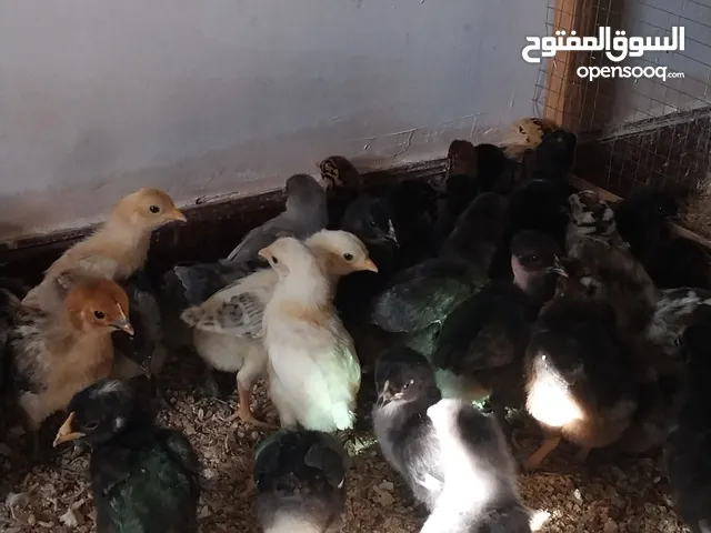 صيصان بلدي للبيع