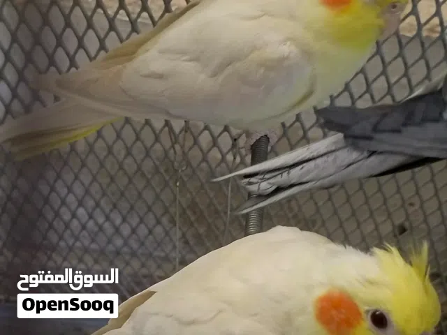 عصافير كوكتيل للبيع