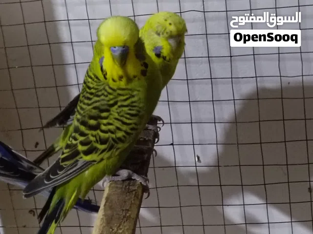 متاح طيورحب نصاص