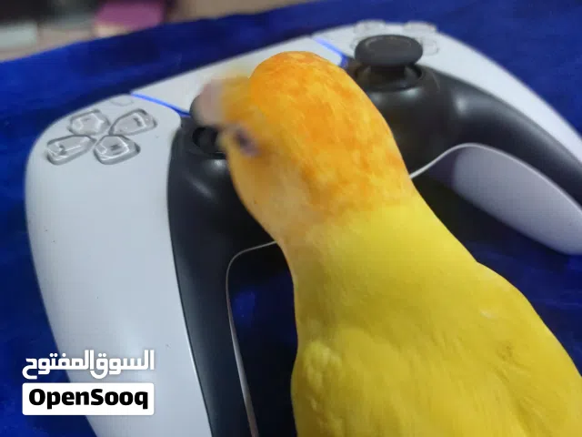 لايف بيرد أليف  (اثنى)