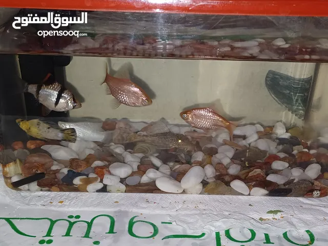 Fish aquarium with fish for sale