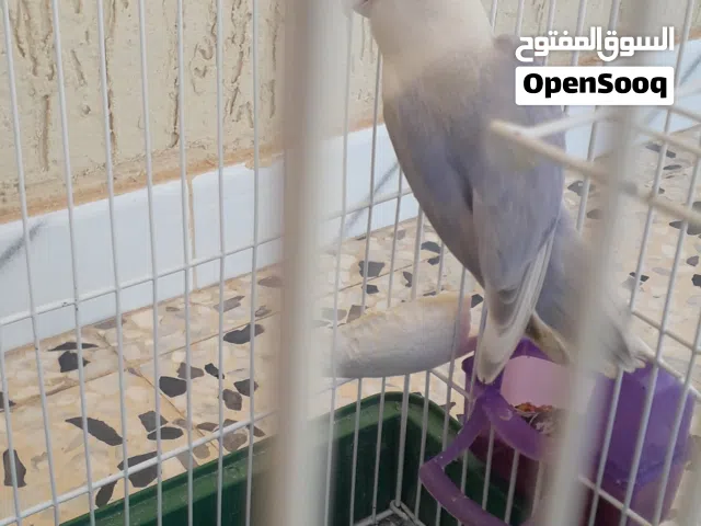 كوبية روز مواصفات ماشاء الله تبارك الله